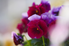 パンジー ・１９＿５