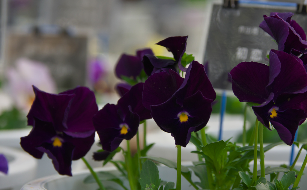 初恋ビオラ　ピコティ