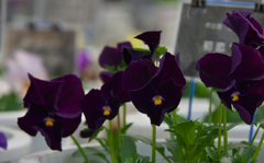 初恋ビオラ　ピコティ