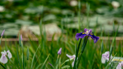 P花菖蒲・３＿２