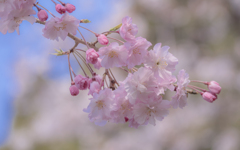 桜・３＿４