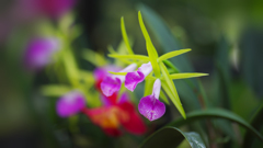 秋のラン ’１８＿１６