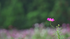 秋桜・１