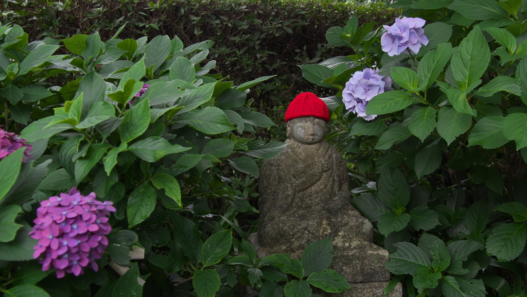 紫陽花３０＿３２
