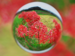 宙玉の世界３・彼岸花
