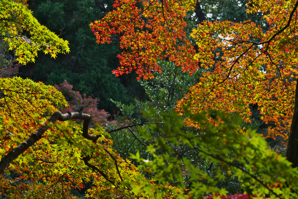 紅葉探索・１７