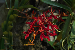 レナンセラ　イムシューティアナ