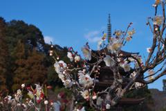 白梅・１８