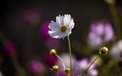秋桜＿７