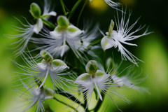 ペクタベリアナ ウーズホ ワイトフェアリーズ２