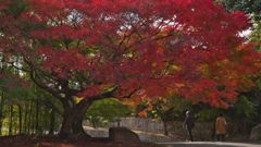 紅葉＿毛利氏庭園・３０＿２２