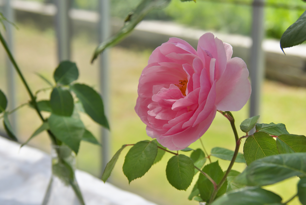 春季ばら展・１３