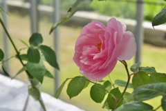 春季ばら展・１３