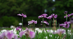 花菖蒲・２＿１