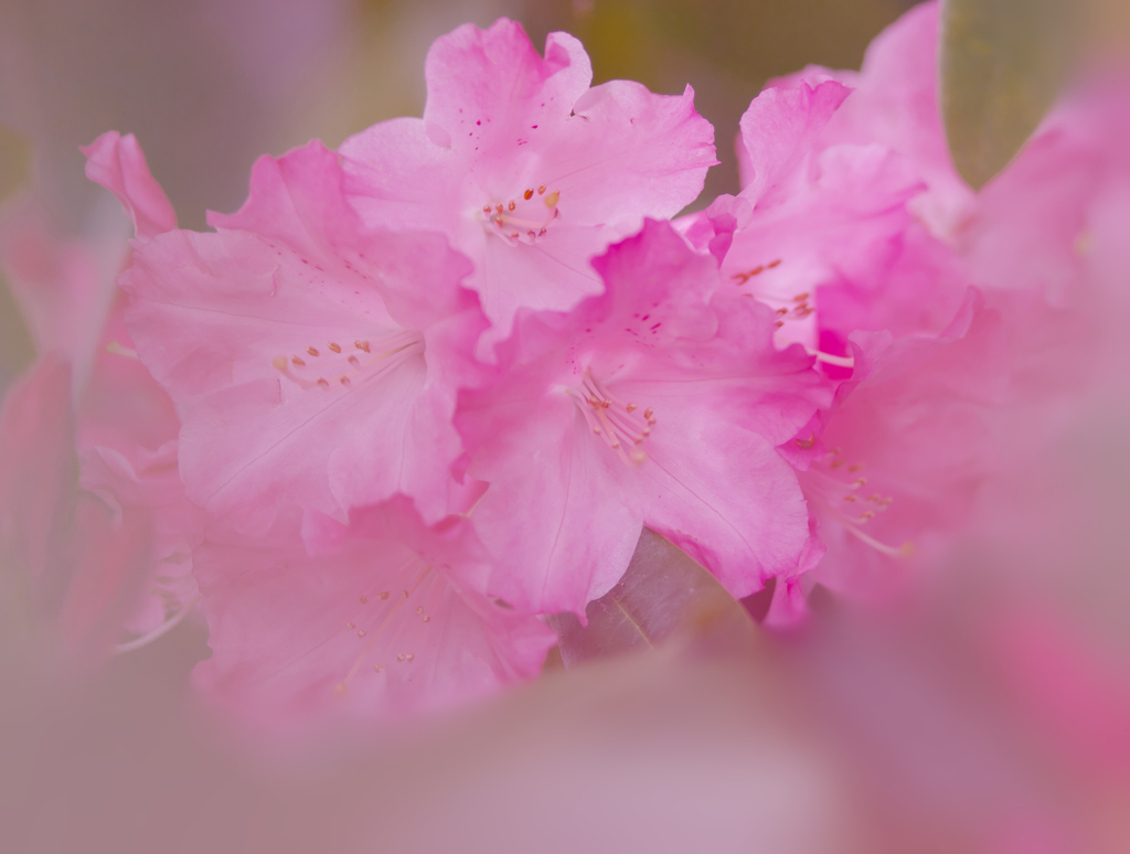 石楠花・２４