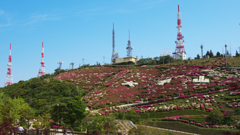 大平山 山頂公園のツツジ＿１９・６