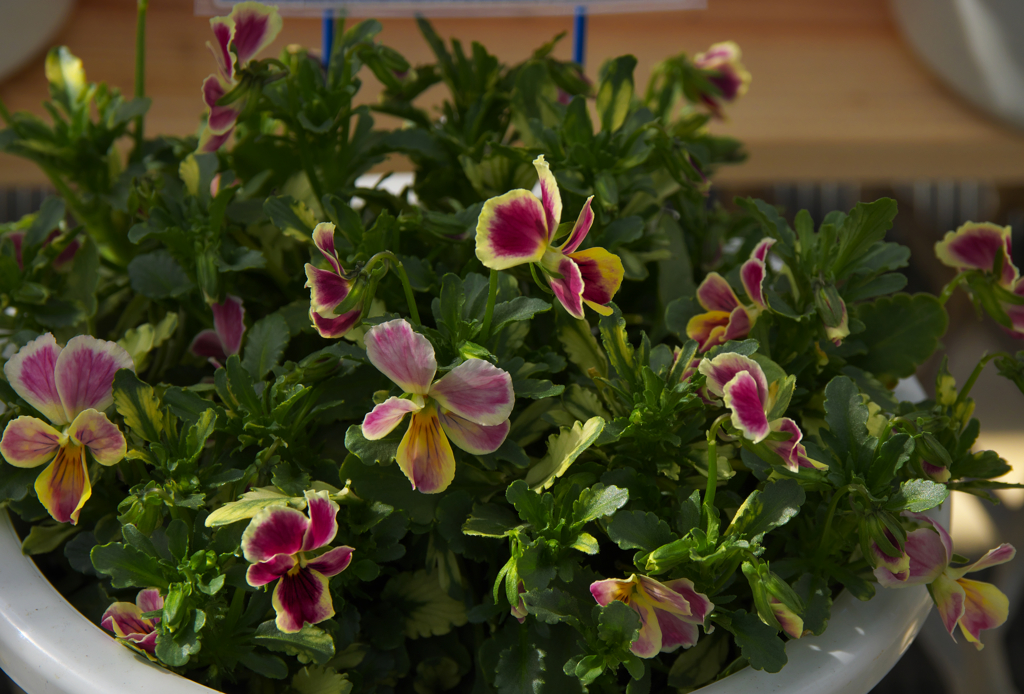 斑入りキャロットピンク