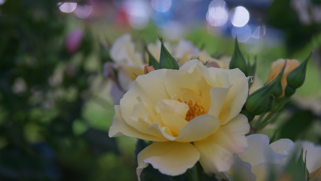 春バラ・３０＿３９