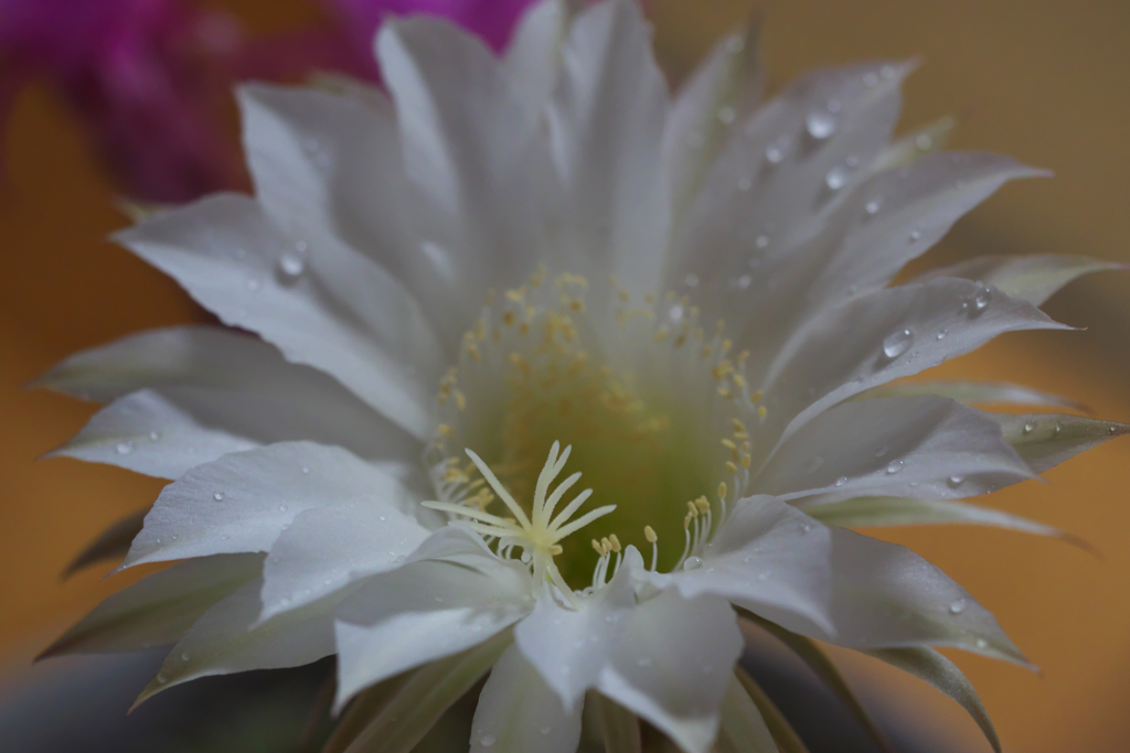 サボテンの花・４