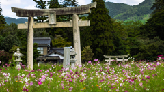 秋桜・１＿１