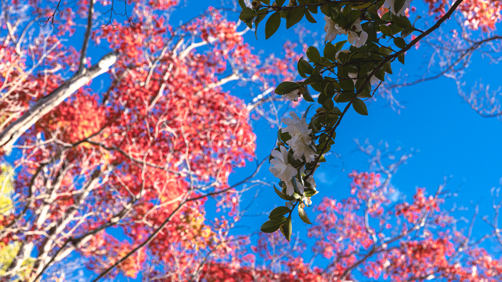 山茶花・２２＿６