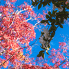 山茶花・２２＿６