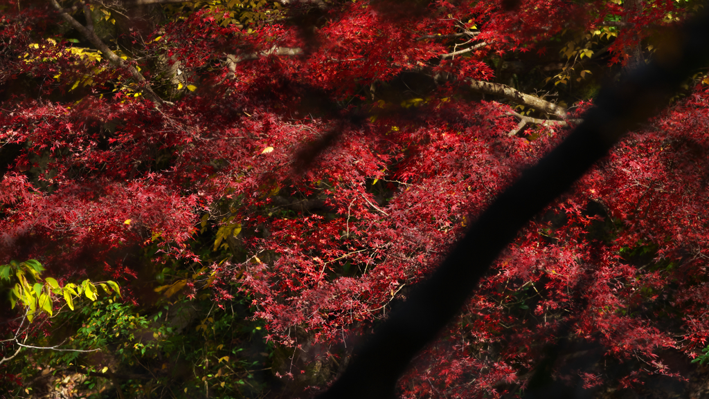 秋　陽