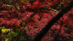 秋　陽