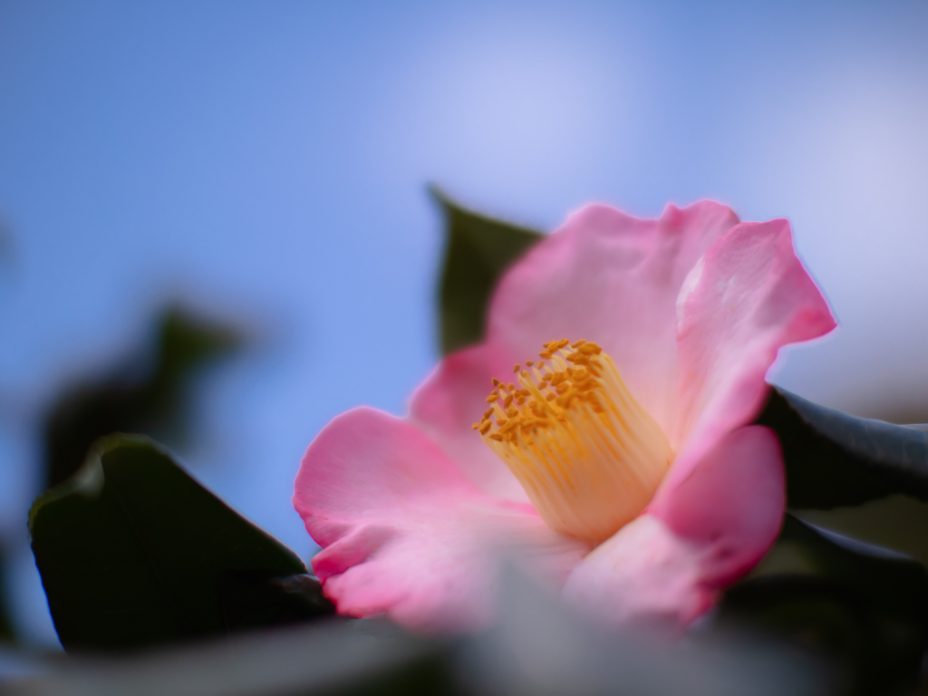 冬椿・２＿２