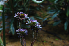 クロホウシ（黒法師）