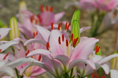 花通り＿６