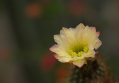 サボテンの花・６