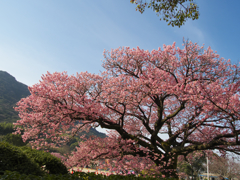 寒桜・８