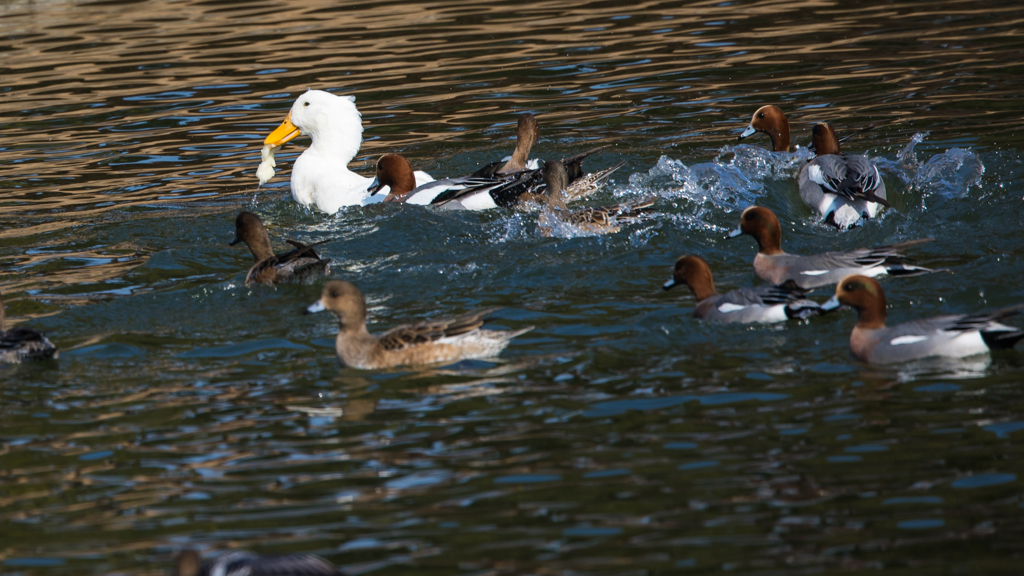 公園の野鳥たち＿１５
