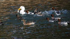 公園の野鳥たち＿１５