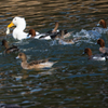 公園の野鳥たち＿１５