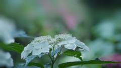 紫陽花３０＿２９