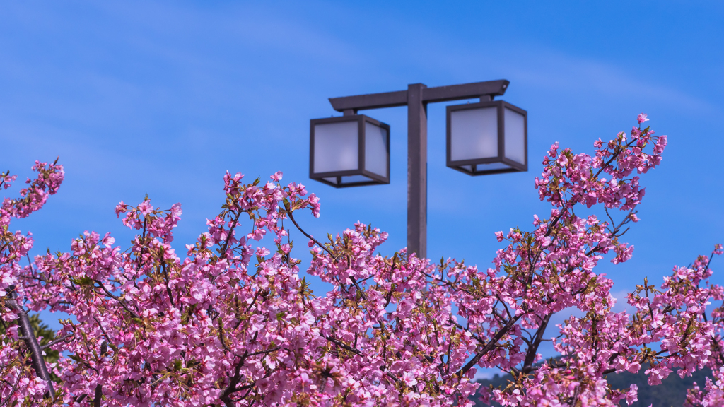 河津桜・２＿１