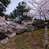桜・萩城跡２＿３