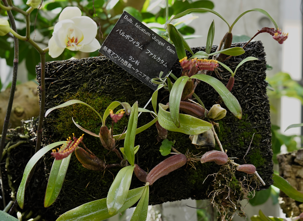 バルボフィラム　ファルカタム＿２