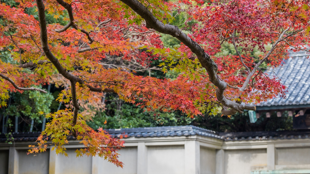 防府毛利氏庭園・秋の彩り＿９