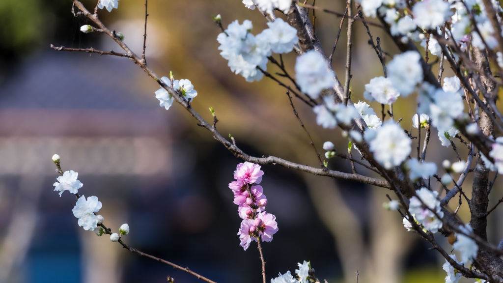 桃・維新公園２０