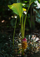Curcuma L., Sp. _2