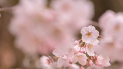 桜・５＿２