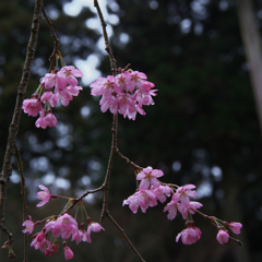 しだれ桜・１１