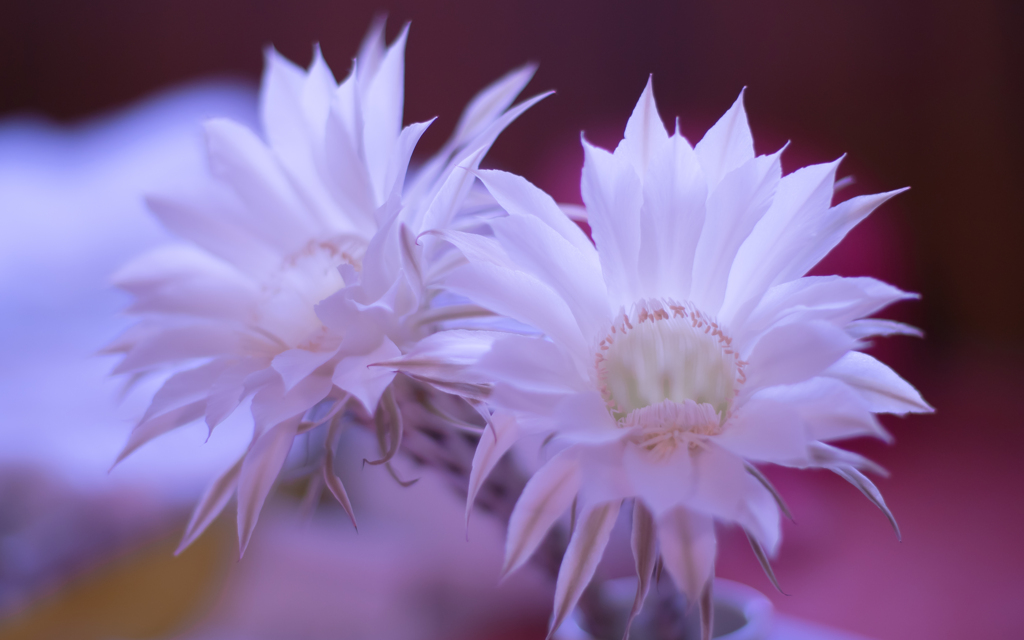 サボテンの花＿６