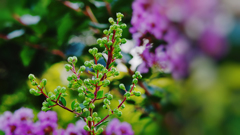 盛夏の花・６