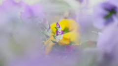 パンジー・１３