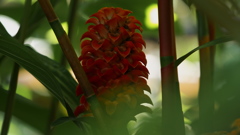 Tapeinochilos ananassae