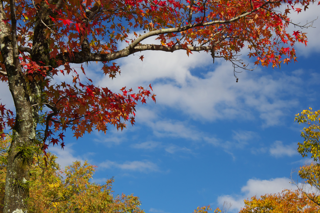 紅葉・パークロード ３０＿２２